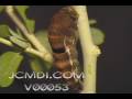 Time Lapse Swallowtail butterfly pupation (Papilio eurymedon) Cat.#V00053, 640x480 Indeo 5.x (.AVI), 39 sec. at 30fps 