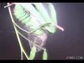Time Lapse Cincta Silk Moth Caterpillar Spins Cocoon Cat.#V00062a, 720x480 Indeo 5.x(.AVI), 88 sec. at 30fps 
