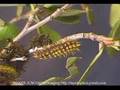 H. eglanterina larva sheds its skin (time lapse) Cat.#V00077b, 360x240 Indeo 5.x(.AVI), 27 sec. at 30fps 