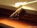White-Streaked Silkmoth female activates in the dark Cat.#V00272, 320x240 Indeo 5.x(.AVI), 33 sec. at 30fps 