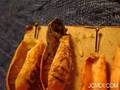 White-Streaked Silkmoth female emerges from her cocoon Cat.#V00274a, 720x480 Indeo 5.x(.AVI), 113 sec. at 30fps 