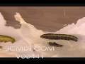 Time Lapse sphinx moth caterpillar molts skin Cat.#V00441, 720x480 Motion JPEG (.AVI), 35 sec. at 30fps 