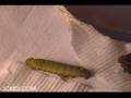 Sphinx Moth Caterpillars Shed in Time-Lapse Cat.#V00476b, 720x480 Indeo 5.x(.AVI), 61 sec. at 30fps 