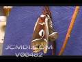 Giant silk moth expanding wings Cat.#V00482, 720x480 Motion JPEG (.AVI), 9 sec. at 30fps 