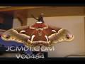 Giant silk moth exercising wings (realtime) Cat.#V00484, 720x480 DVC/DV Video (.AVI), 13 sec. at 30fps 