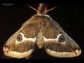 Amazing Moths Animated Slideshow Cat.#V00525a, 720x480 Indeo 5.x(.AVI), 129 sec. at 30fps 