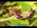 Fascinating Caterpillars Animated Slideshow Cat.#V00526a, 720x480 Indeo 5.x(.AVI), 154 sec. at 30fps 