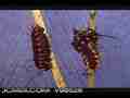 Time lapse two Pipevine swallowtail caterpillars spin silk loops Cat.#V00528, 720x480 Motion JPEG (.AVI), 23 sec. at 30fps 