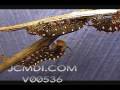 Time lapse swallowtail butterfly caterpillar shedding skin Cat.#V00536, 720x480 Motion JPEG (.AVI), 19 sec. at 30fps 