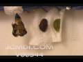 Time Lapse butterfly emerging Cat.#V00544, 720x480 Motion JPEG (.AVI), 17 sec. at 30fps 