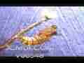 Time lapse butterfly caterpillar transforms into pupa Cat.#V00548, 720x480 Motion JPEG (.AVI), 46 sec. at 30fps 