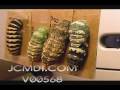 Time Lapse Indra Swallowtail Butterfly caterpillar pupates (4) Cat.#V00568, 720x480 Motion JPEG (.AVI), 24 sec. at 30fps 