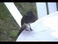 Black Phoebe - Bird Feeding Young Cat.#V00666, 720x480 Windows Media .WMV, 67 sec. at 30fps 