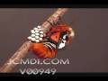 Time Lapse silk moth egg-laying Cat.#V00949, 320x240 Motion JPEG (.AVI), 44 sec. at 30fps 