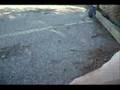 Feeding Scrub Jays at The Devil's Punchbowl Cat.#V00982, 720x480 Windows Media .WMV, 86 sec. at 30fps 