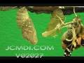 Time Lapse Painted Lady Butterfly emerging Cat.#V02027, 720x480 Motion JPEG (.AVI), 12 sec. at 30fps 