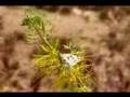 Searching for Becker's White Butterflies near Palmdale CA Cat.#V02152, 720x480 Windows Media .WMV, 129 sec. at 30fps 