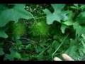The A L I E N Seeds Wild Cucumber pods Cat.#V02170, 720x480 Windows Media .WMV, 118 sec. at 30fps 