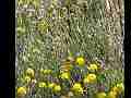 Gabbi Checkerspot Butterfly on Yarrow (Lo-Res) Cat.#V02434, 640x480 Windows Media .WMV, 23 sec. at 30fps 
