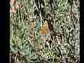 Gabbi Checkerspot Butterfly on buckwheat (Lo-Res) Cat.#V02435, 640x480 Windows Media .WMV, 6 sec. at 30fps 