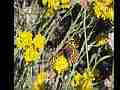 Gabbi Checkerspot Butterfly on Yarrow (Lo-Res) Cat.#V02436, 640x480 Windows Media .WMV, 11 sec. at 30fps 