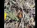 Gabbi Checkerspot Butterfly on buckwheat (short) (Lo-Res) Cat.#V02437, 640x480 Windows Media .WMV, 4 sec. at 30fps 