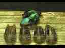 Purple Hairstreak Butterfly walk-by (realtime) Cat.#V02461, 720x480 VC-1 Adv (WMP11) (.WMV), 27 sec. at 30fps 
