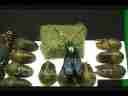 Purple Hairstreak Butterfly emerges time lapse Cat.#V02531, 720x480 Motion JPEG (.AVI), 20 sec. at 30fps 