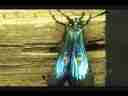 Purple Hairstreak Butterfly expanding wings timelapse Cat.#V02697, 720x480 Motion JPEG (.AVI), 9 sec. at 30fps 