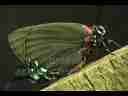 Purple Hairstreak Butterfly side view (realtime) Cat.#V02723, 720x480 VC-1 Adv (WMP11) (.WMV), 24 sec. at 30fps 