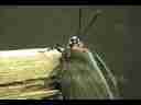 Purple Hairstreak Butterfly head zoom-in (realtime) Cat.#V02724, 720x480 VC-1 Adv (WMP11) (.WMV), 27 sec. at 30fps 