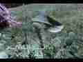 California Dogface Butterfly 5th instar caterpillar on host (realtime) Cat.#V02944, 640x480 Motion JPEG (.AVI), 11 sec. at 30fps 