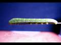 California Dogface Butterfly 5th instar caterpillar Cat.#V02950, 640x480 Motion JPEG (.AVI), 10 sec. at 30fps 