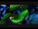 California Dogface Butterfly caterpillar pupates in time lapse Cat.#V02954, 1920x1080 Motion JPEG (.AVI), 35 sec. at 30fps 