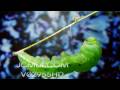Time Lapse Dogface Butterfly caterpillar prepares to molt Cat.#V02955, 1920x1080 Motion JPEG (.AVI), 9 sec. at 30fps 