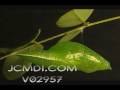 Time Lapse Dogface Butterfly pupa forming Cat.#V02957, 720x480 Motion JPEG (.AVI), 14 sec. at 30fps 