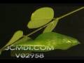 Time Lapse Dogface Butterfly Pupa hardening Cat.#V02958, 720x480 Motion JPEG (.AVI), 8 sec. at 30fps 