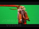 Male Albofasciata silk moth Expands wings in closeup Cat.#V02968, 1920x1080 Motion JPEG (.AVI), 15 sec. at 30fps 