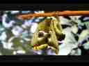 Female Albofasciata silk moth expands wings Close up Cat.#V02970, 1920x1080 Motion JPEG (.AVI), 28 sec. at 30fps 