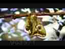 Female Albofasciata silk moth expands wings Close up Cat.#V02971, 1920x1080 Motion JPEG (.AVI), 23 sec. at 30fps 