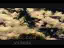 Catalog#:V03028 License:$100.00, Format:1920x1080 Motion JPEG(.AVI) at 30fps, Length: approx.35 sec. High Contrast puffy stratus drift overhead in timelapse