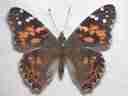 Painted Lady Butterflies Develop, Emerge in Time Lapse Cat.#V03183, 720x480 Windows Media .WMV, 172 sec. at 30fps 