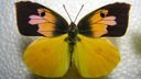 California's state insect- Dogface Butterfly Life Cycle Documentary Cat.#V03400, 1280x720 Windows Media .WMV, 249 sec. at 30fps 