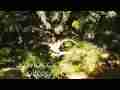 Large ancient oak tree and shadows timelapse Cat.#V03577, 1920x1080 Motion JPEG (.AVI), 8 sec. at 30fps 