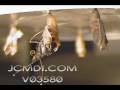 Milberts Tortoiseshell butterfly emerges in timelapse Cat.#V03580, 640x480 Motion JPEG (.AVI), 7 sec. at 30fps 