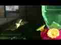 Allen's Hummingbird, freeze-frame effect Cat.#V04299, 1920x1080 H.264 AVCHD (.MTS), 20 sec. at 30fps 