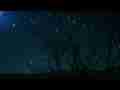 Beautiful composite HD star trail rotation/bare tree Cat.#V04304t, 1920x1080 Motion JPEG(.AVI), 12 sec. at 30fps 
