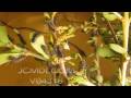 Timelapse many silk moth caterpillars crawling Cat.#V04318, 1920x1080 Motion JPEG (.AVI), 8 sec. at 30fps 