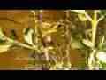 Timelapse many silk moth caterpillars crawling Cat.#V04319, 1920x1080 Motion JPEG (.AVI), 8 sec. at 30fps 