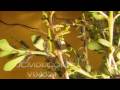 Timelapse many silk moth caterpillars crawling Cat.#V04321, 1920x1080 Motion JPEG (.AVI), 15 sec. at 30fps 